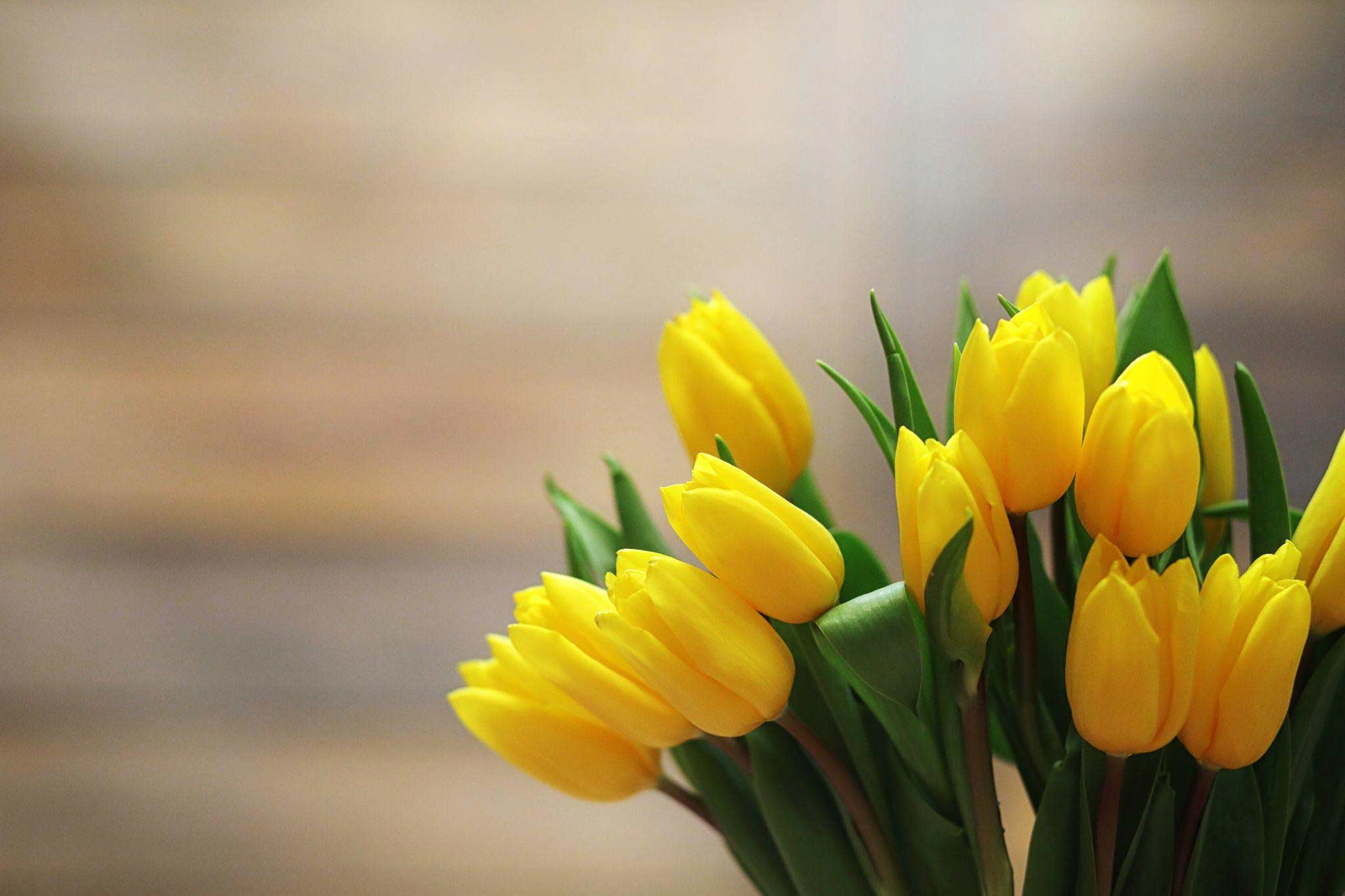 Yellow-tulip